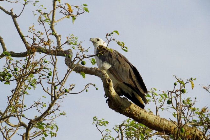 Kaudulla National Park Safari | Jeep with Tickets - Is this Kaudulla jeep safari good value at $79?