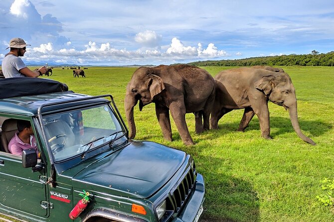 Kaudulla National Park Safari | Jeep with Tickets - Timing and where you meet the jeep near Anuradhapura