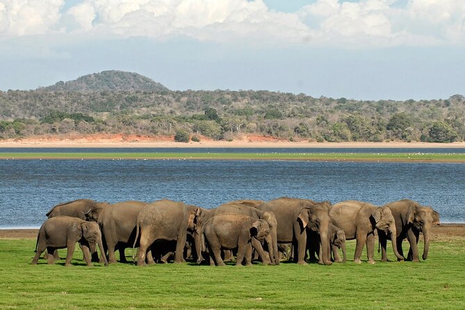 Kaudulla National Park Safari [private , full package] - Why Kaudulla’s elephant herds put you in the right place