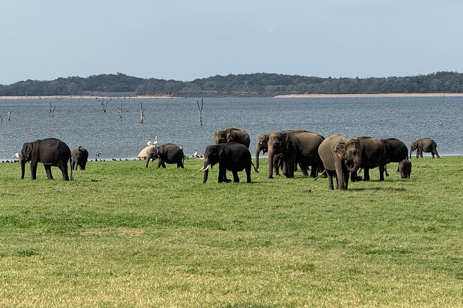 Kaudulla National Park Safari [private , full package] - What a private full-package safari really buys you