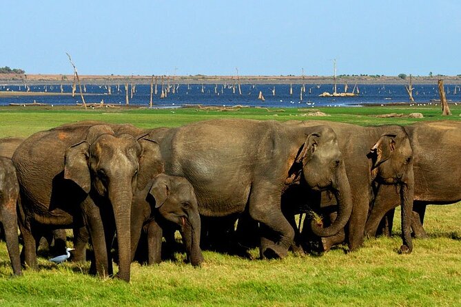 Kaudulla National Park Safari [private , full package] - Wildlife chances beyond elephants: what to watch for