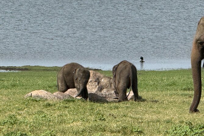 Kaudulla National Park Safari [private , full package] - The jeep and guide style that can make or break sightings