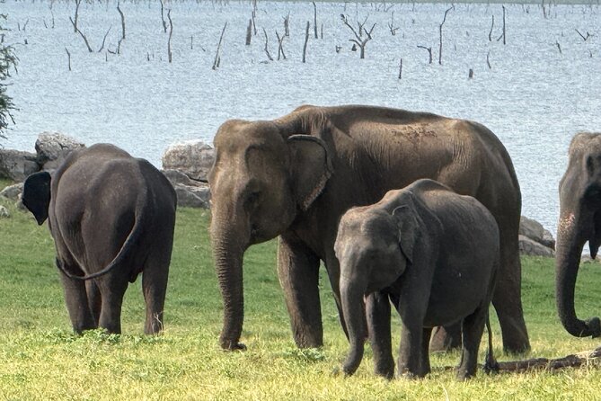 Kaudulla National Park Safari [private , full package] - Timing on the ground: how to get the most from 3 to 4 hours