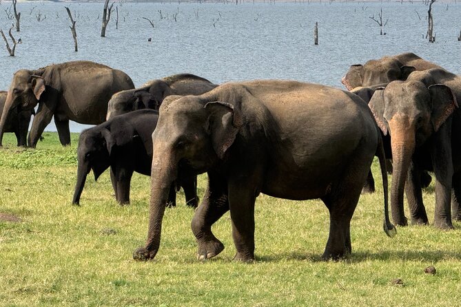 Kaudulla National Park Safari [private , full package] - Price and value: is $110 per person a good deal?