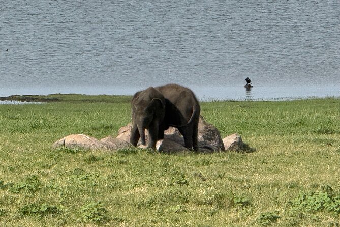 Kaudulla National Park Safari [private , full package] - Responsible viewing and why it matters for what you see