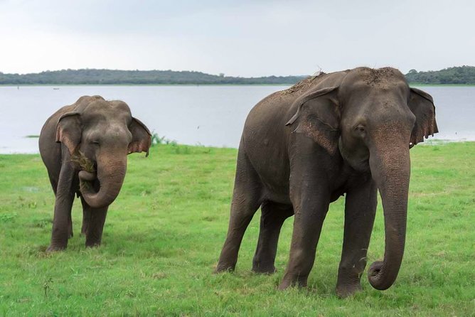 Kaudulla National Park Shared Safari - Key things to know before you go