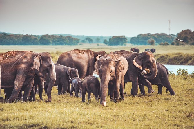 Kaudulla National Park Shared Safari - Time of Day at Kaudulla, and Why 3 Hours Works