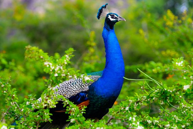 Kaudulla National Park Shared Safari - Elephants at the Tank, Plus Other Mammals