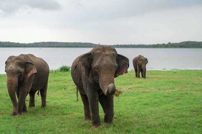 Kaudulla National Park Shared Safari - Should You Book Kaudulla with a Private Jeep?