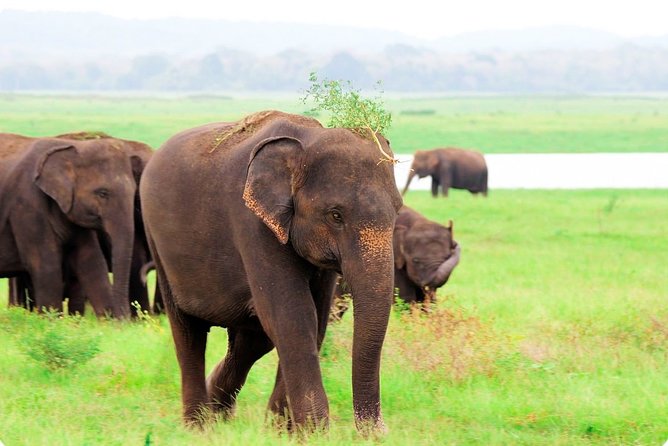 Kaudulla National Park Shared Safari - On the Rough 4x4 Tracks: What You Can Control