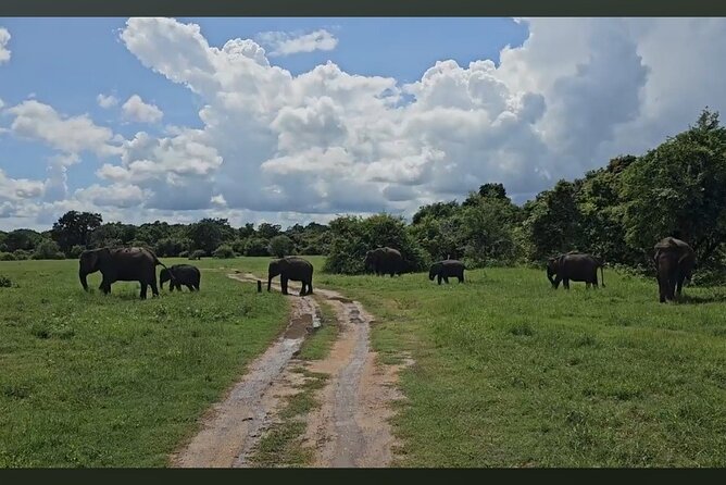 Kaudulla Safari Adventure - Kaudulla National Park jeep safari: the format that makes sense