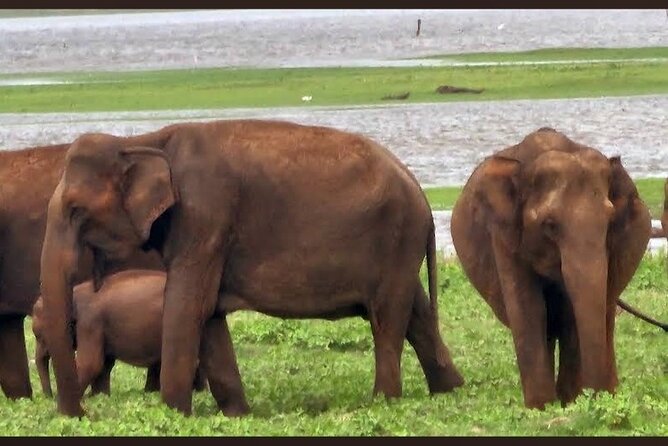 Kaudulla Safari Adventure - Scenery and photo timing: what to shoot during the 3 hours