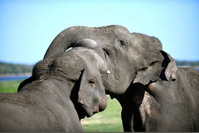 Kaudulla Safari Adventure - Price and logistics: value after you add the park fee