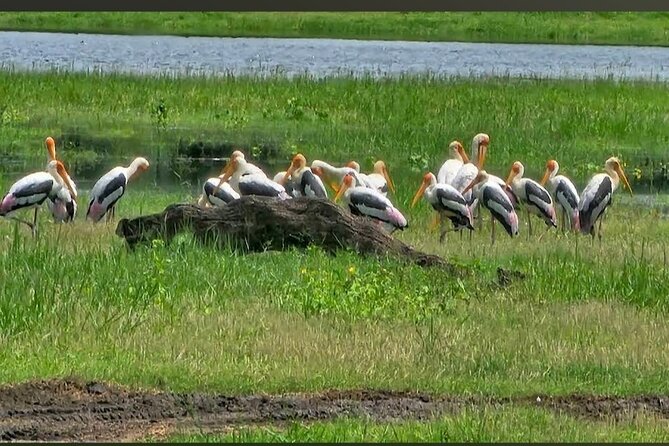 Kaudulla Safari Adventure - What makes the safari experience feel worthwhile