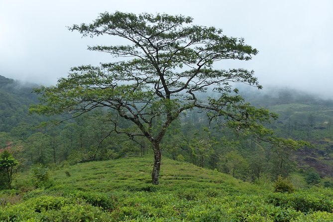 Knuckles Leopard trail Trek from Kandy - Picnic Lunch on the Trail: Waterfall Calm or Knuckles Heights
