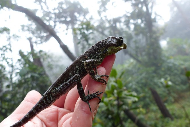 Knuckles Leopard trail Trek from Kandy - Wooden Bridges and Endemic Nature: Why the Footsteps Matter