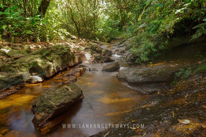 Knuckles Mountain Hiking - The guide is the whole secret sauce in Knuckles forest