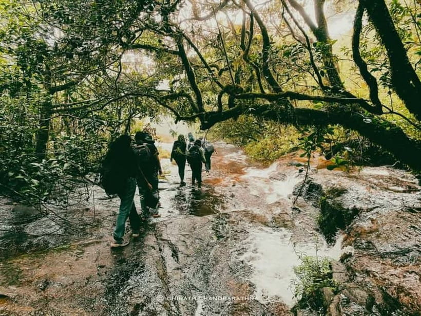 Knuckles Mountain Range: Kotaganga Waterfall Chain Hike - Tangappuwa to the UNESCO conservation forest: tea fields and first forest steps