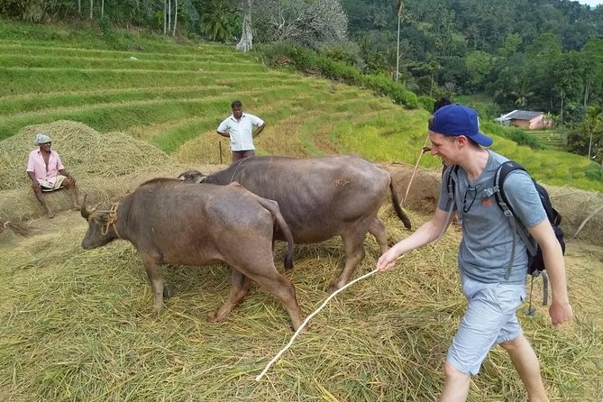 Knuckles Spice Trail Trek from Kandy - Tea State Trails and Cloud-Forest Air: Getting Into the Knuckles Mountain Range