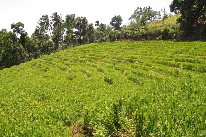 Knuckles Spice Trail Trek from Kandy - Timing, Altitude Changes, and Your Best Pace