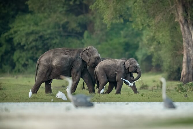 Kumana National Park Half Day Jeep Safari - Key things to know before you go