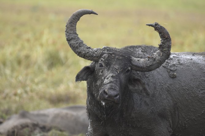 Kumana National Park Half Day Jeep Safari - Why Kumana National Park is a strong half-day safari choice