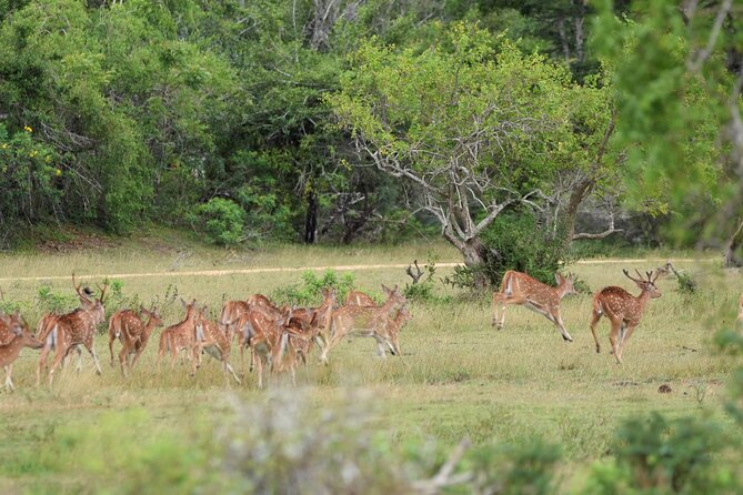 Kumana National Park Half Day Jeep Safari - The bird watching area that matters in May and June