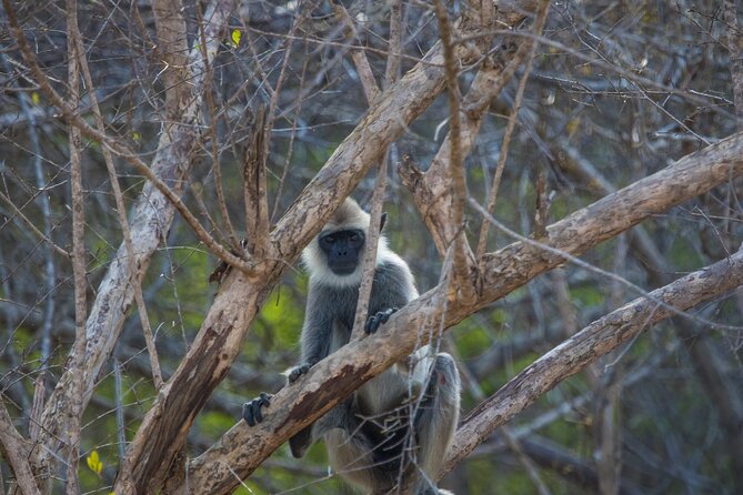 Kumana National Park Half Day Jeep Safari - How the 4 to 6 hours play out on the ground