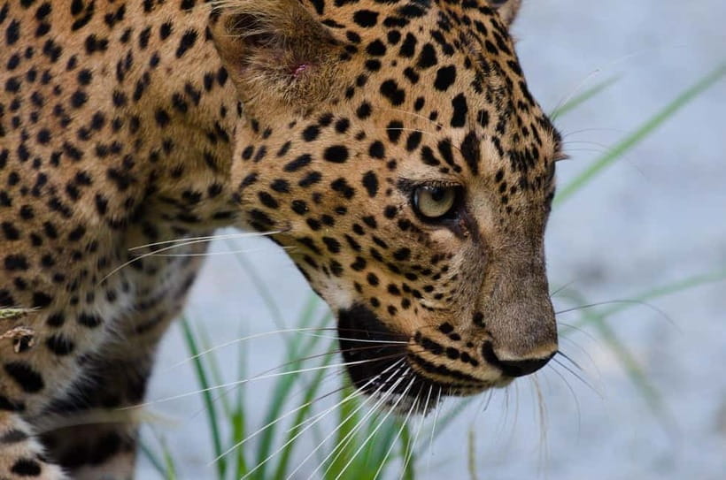 Kumana National Park Leopard Safari PRIVATE Tour - Key highlights worth your attention