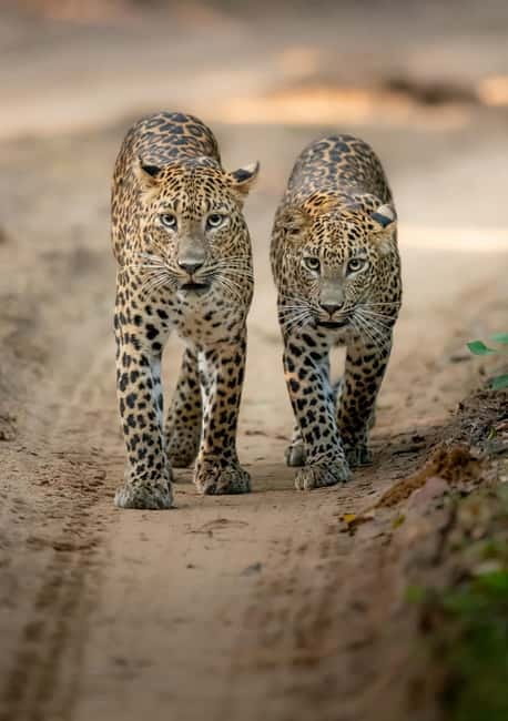 Kumana National Park Leopard Safari PRIVATE Tour - The private 4x4 experience: comfort, control, and photo positioning