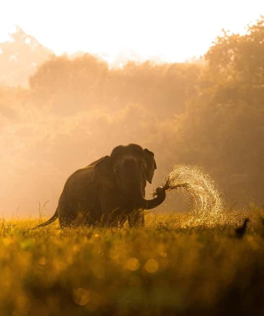 Kumana National Park Leopard Safari PRIVATE Tour - Before you go: what to bring and how to make the most of the day