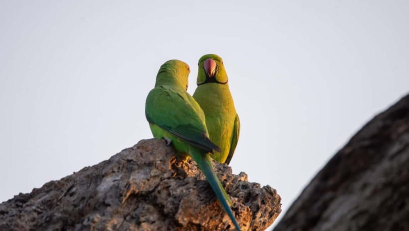 Kumana National Park Leopard Safari PRIVATE Tour - Leopard, stork, spoonbill: how Kumana’s habitats shape your sightings