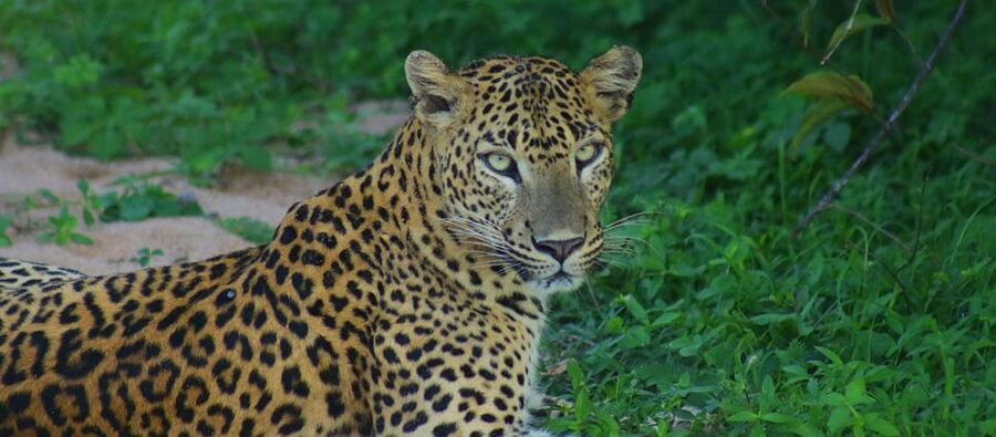 Kumana National Park : Morning or Afternoon Safari Tour - Guide style and pacing: how to maximize sightings without rushing