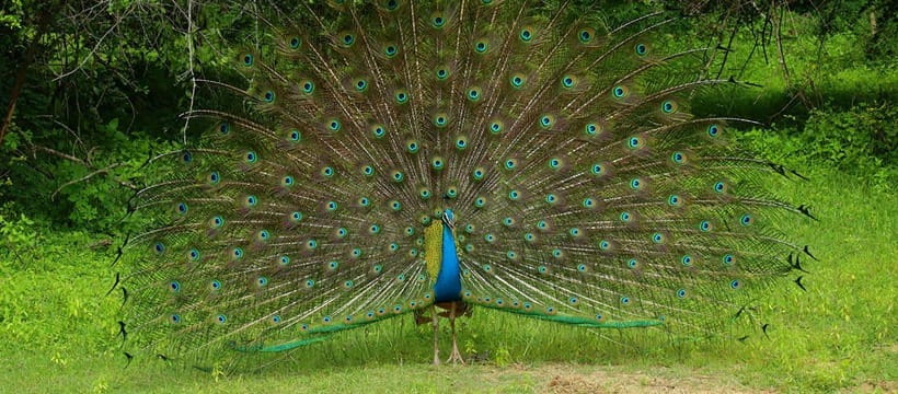 Kumana National Park : Morning or Afternoon Safari Tour - Birds, cameras, and photo etiquette in the jeep