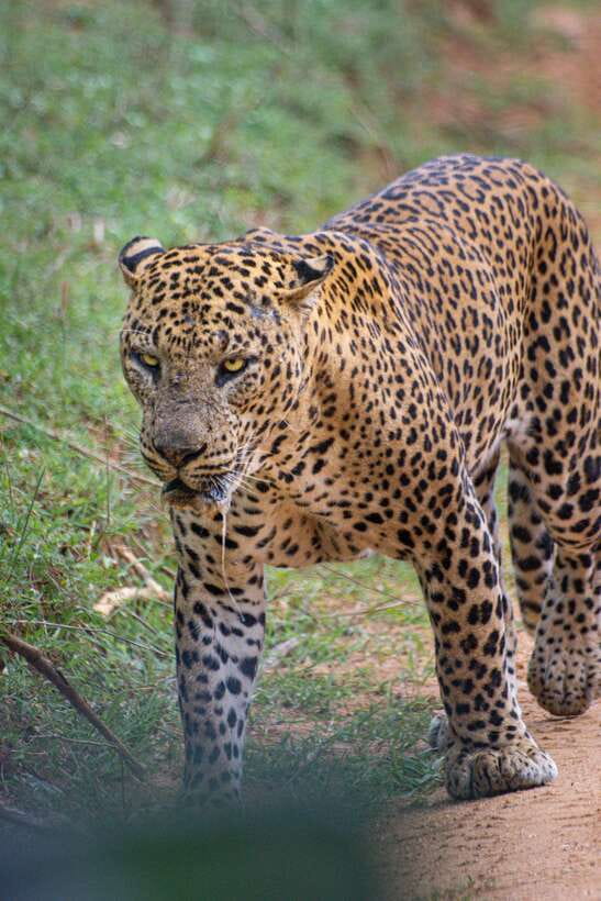 Kumana National Park : Morning or Afternoon Safari Tour - Pickup zones: Panama, Pottuvil, and Arugam Bay