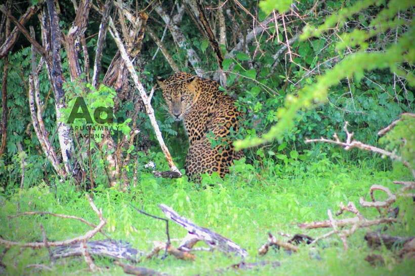 Kumana National Park : Private Half-Day Jeep Safari - Key highlights I think are worth planning around
