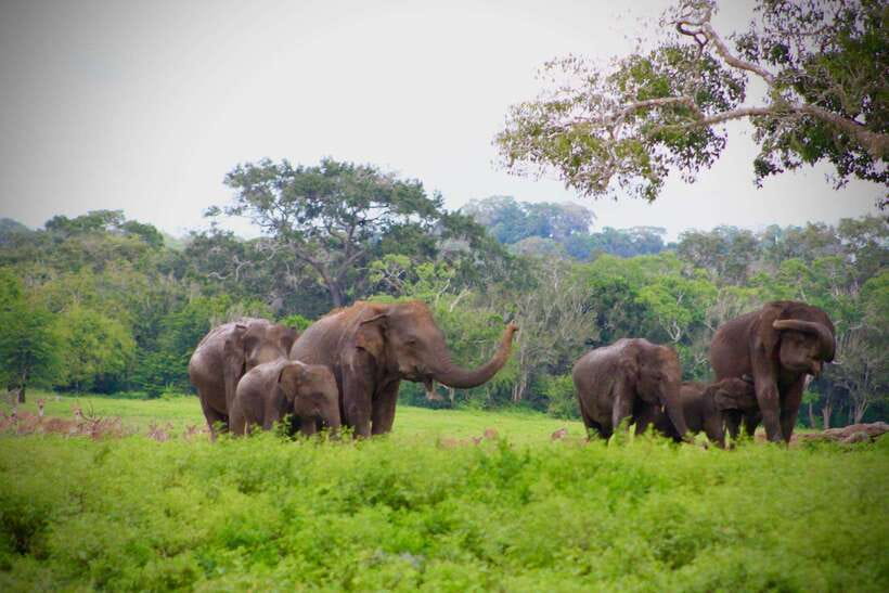 Kumana National Park : Private Half-Day Jeep Safari - What to bring, and what to avoid for a smoother Kumana day