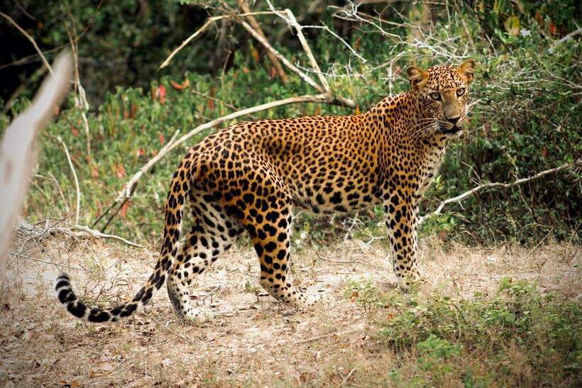 Kumana National Park : Private Half-Day Jeep Safari - Kumana safari basics, where this half-day really shines