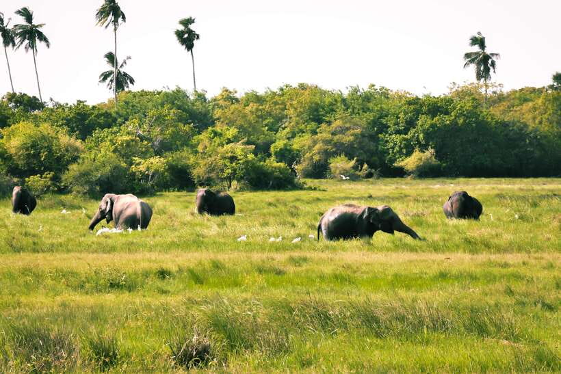 Kumana National Park : Private Half-Day Jeep Safari - Pickup, safety briefing, and the real meaning of private