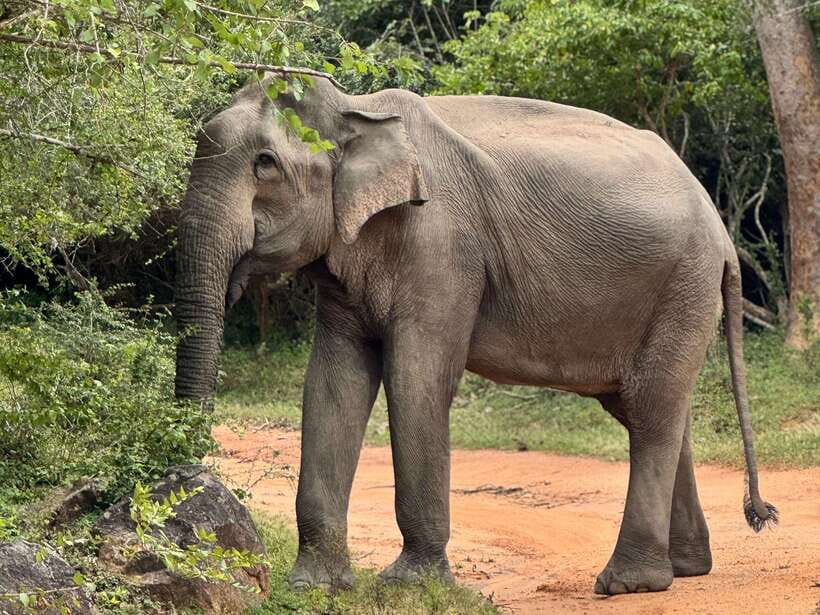 Kumana National Park : Private Half-Day Jeep Safari - Kumana National Park in practice: what the four hours feels like