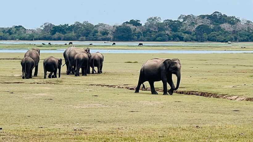 Kumana National Park : Private Half-Day Jeep Safari - Wildlife targets, from leopards to sloth bears