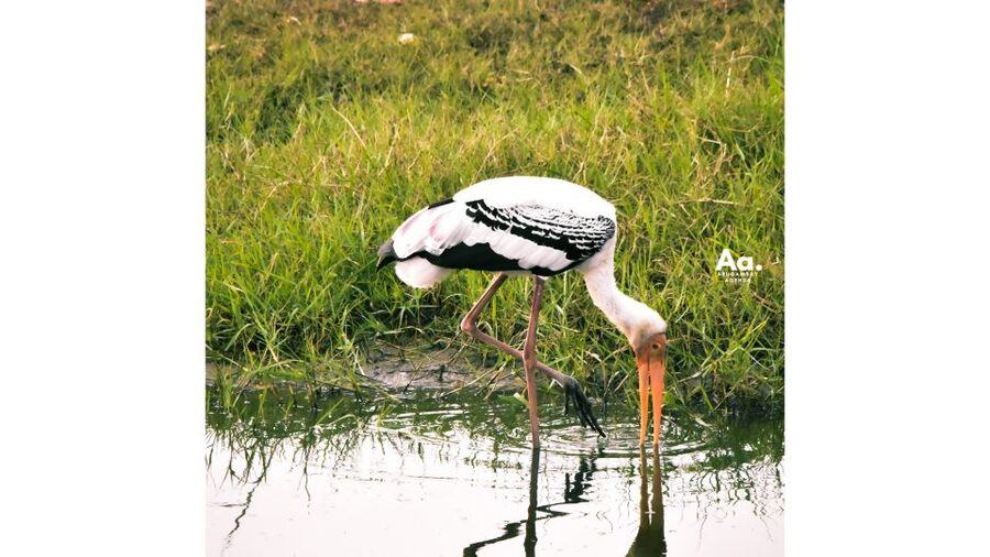 Kumana National Park : Private Half-Day Jeep Safari - Price and value, is $87 per person actually fair?