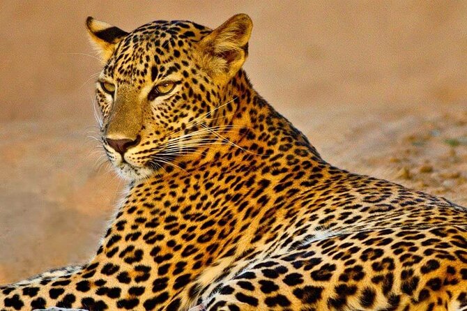Kumana National Park Safari | from Arugam Bay - Key highlights worth your attention
