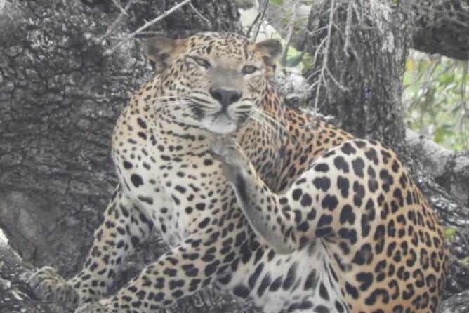 Kumana National Park Safari | from Arugam Bay - Inside Kumana: swamplands and jungle for birdwatchers