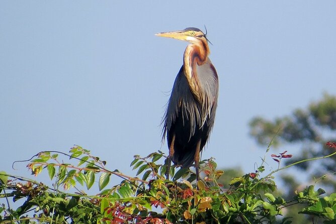 Kumana National Park Safari | from Arugam Bay - Migratory winter birds: how the park’s seasonal timing affects what you see