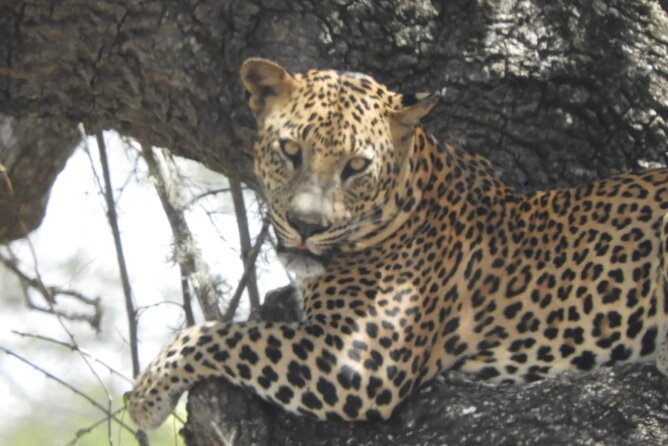Kumana National Park Safari | from Arugam Bay - Wildlife chances beyond birds (including a leopard possibility)