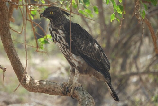 Kumana National Park Safari | from Arugam Bay - What the small-group setup does for your actual birding