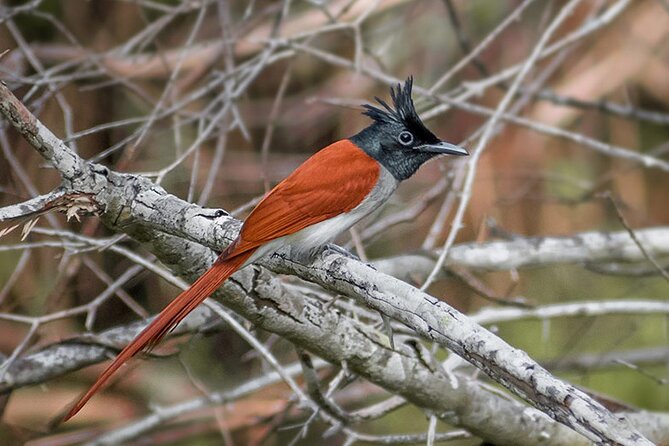 Kumana National Park Safari | from Arugam Bay - Price and value: is $83.75 a good deal?