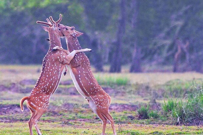 Kumana National Park Safari | from Arugam Bay - Arugam Bay to Kumana gate: what your departure means for the day
