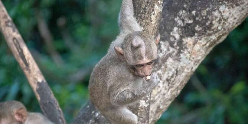 Lagoon Tour to Monkey Island in Negombo - Key things to know before you go